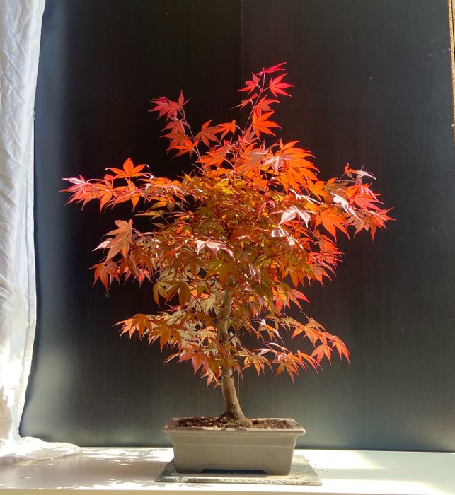 Japanese maple bonsai (Acer palmatum) - Højde (Træ): 44 cm - Dybde (Træ): 32 cm - Japan