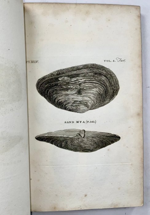 [Th. Pennant] - Collection of 64 copper engraved plates of Sea Shells etc. - 1780