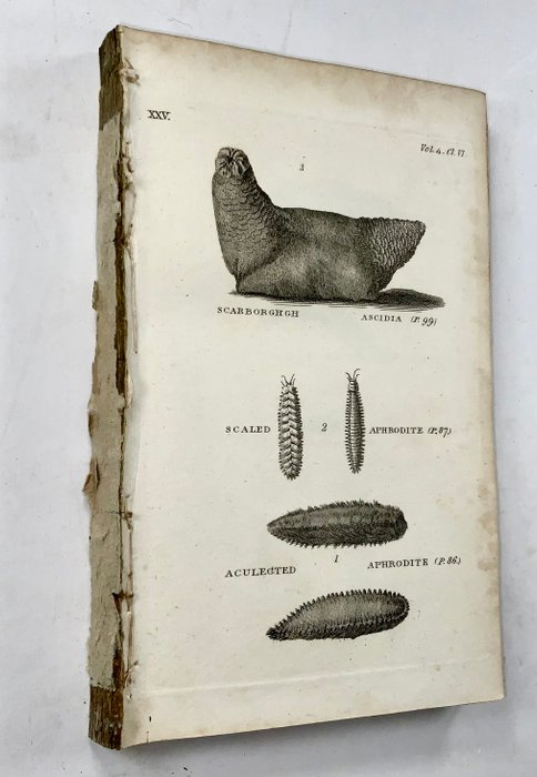 [Th. Pennant] - Collection of 64 copper engraved plates of Sea Shells etc. - 1780