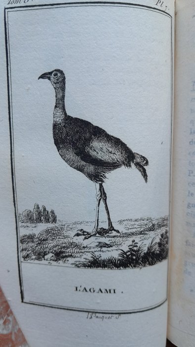 Buffon-Lacépède - Histoire naturelle. Volumes 41 et 46 : Les oiseaux - 1798