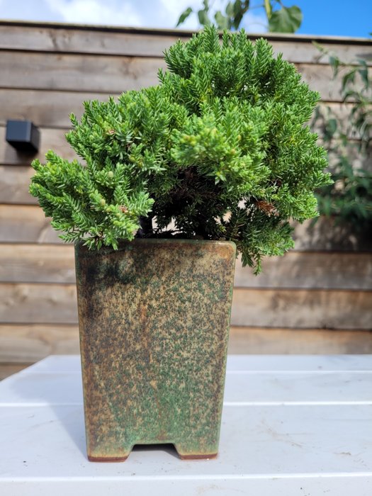 Enebærtræs bonsai (Juniperus) - Højde (Træ): 10 cm - Dybde (Træ): 15 cm - Holland