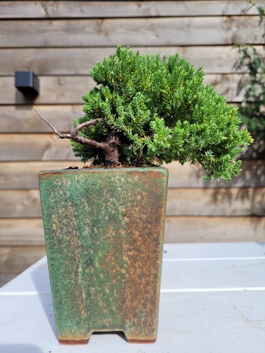 Enebærtræs bonsai (Juniperus) - Højde (Træ): 10 cm - Dybde (Træ): 15 cm - Holland