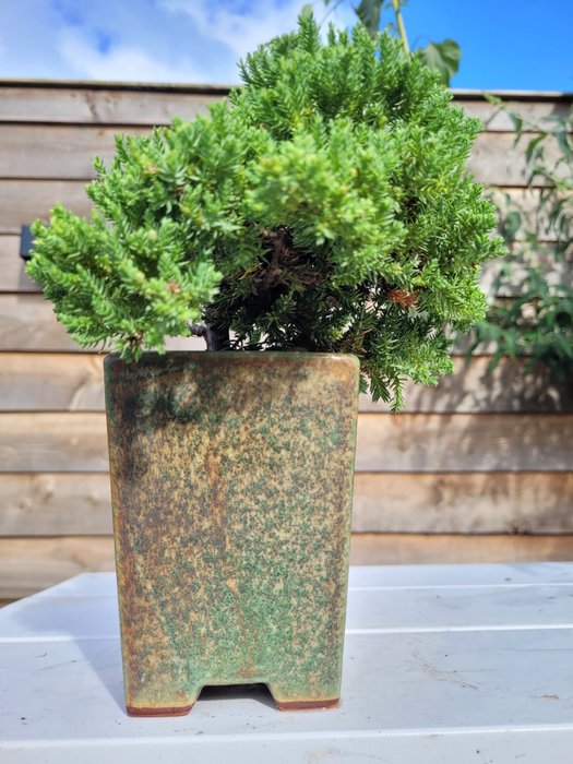 Enebærtræs bonsai (Juniperus) - Højde (Træ): 10 cm - Dybde (Træ): 15 cm - Holland