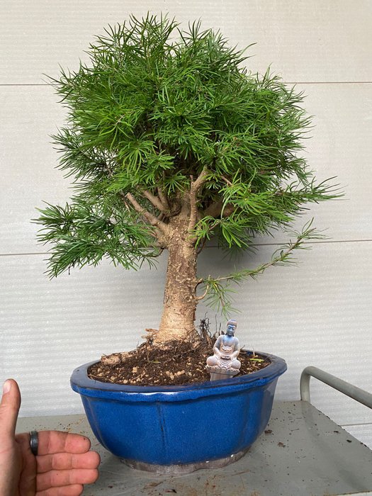 Lærketræs bonsai (Larix) - Højde (Træ): 60 cm - Dybde (Træ): 50 cm - Belgien