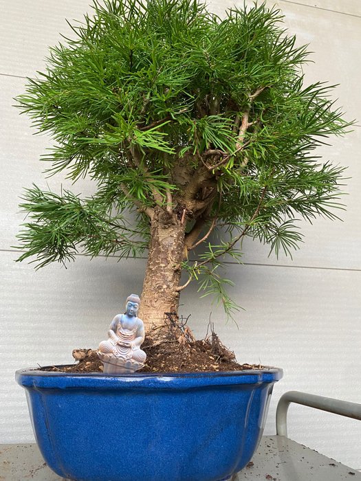 Lærketræs bonsai (Larix) - Højde (Træ): 60 cm - Dybde (Træ): 50 cm - Belgien