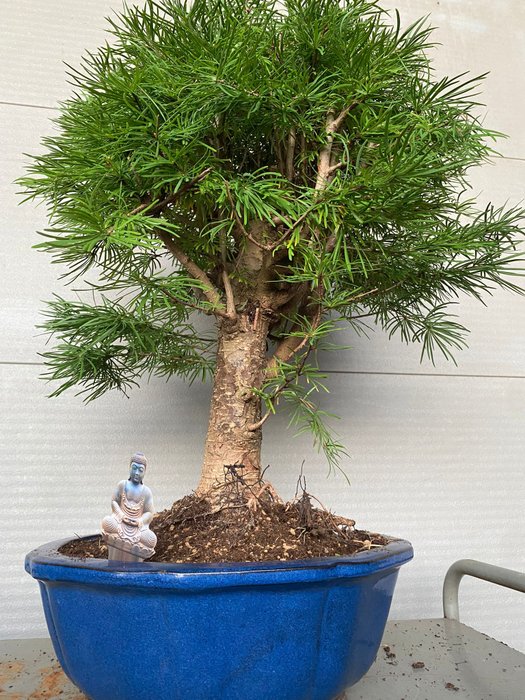 Lærketræs bonsai (Larix) - Højde (Træ): 60 cm - Dybde (Træ): 50 cm - Belgien