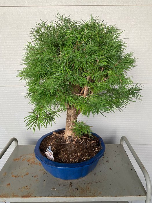 Lærketræs bonsai (Larix) - Højde (Træ): 60 cm - Dybde (Træ): 50 cm - Belgien