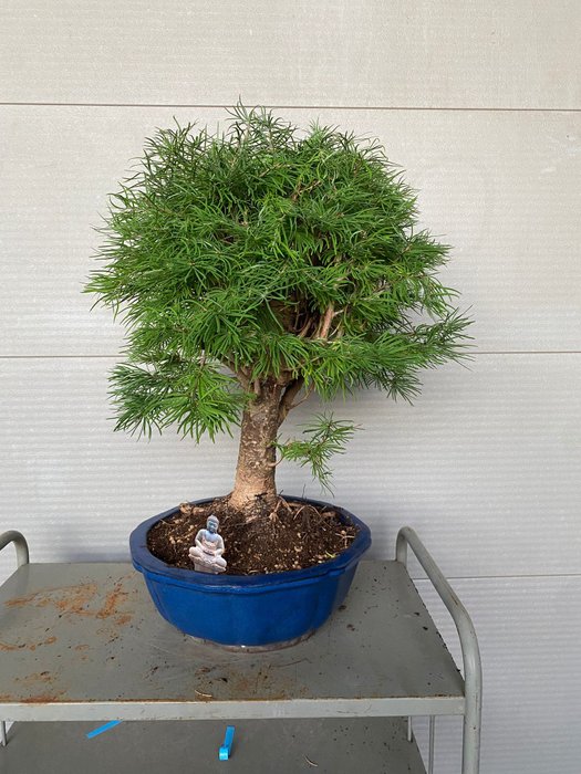 Lærketræs bonsai (Larix) - Højde (Træ): 60 cm - Dybde (Træ): 50 cm - Belgien