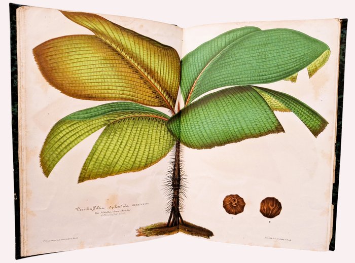 Lemaire / Verschaffelt - L'Illustration Horticole [31 Planches en Couleurs] - 1863