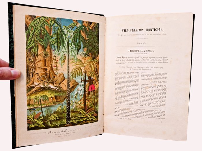 Lemaire / Verschaffelt - L'Illustration Horticole [31 Planches en Couleurs] - 1863