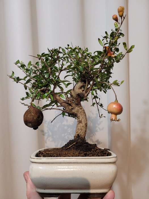 Dværg granatæbletræs bonsai (Punica granatum) - Højde (Træ): 23 cm - Dybde (Træ): 20 cm - Japan