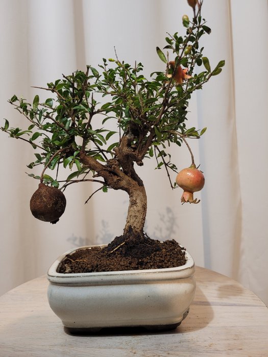 Dværg granatæbletræs bonsai (Punica granatum) - Højde (Træ): 23 cm - Dybde (Træ): 20 cm - Japan