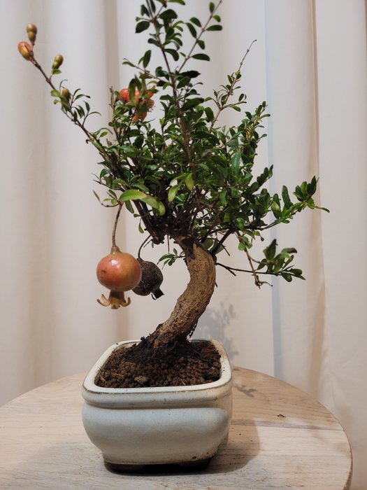 Dværg granatæbletræs bonsai (Punica granatum) - Højde (Træ): 23 cm - Dybde (Træ): 20 cm - Japan