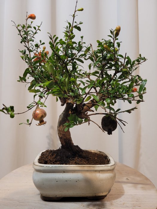 Dværg granatæbletræs bonsai (Punica granatum) - Højde (Træ): 23 cm - Dybde (Træ): 20 cm - Japan