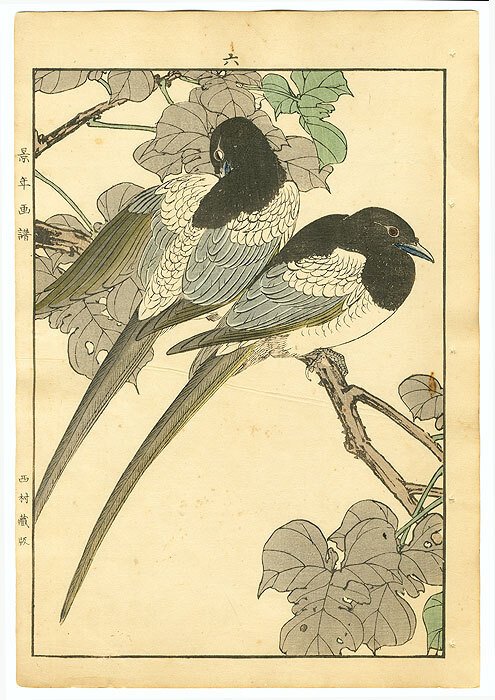 Original  Woodblock Print  The Couple of Magpies Catalpa  1891  - Imao Keinen   今尾 景年  Kyoto  1845 – 1924 - Japan -  Meiji-perioden (1868-1912)