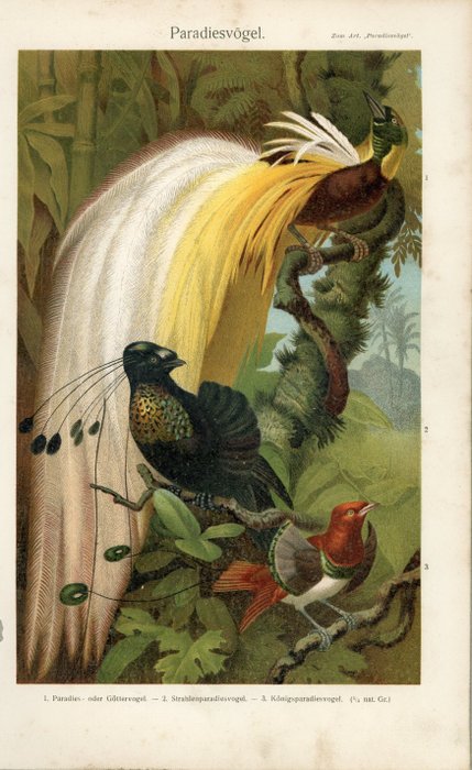 Naturgeschichte des Tierreichs/Meyers Lexicon: 19 chromolithographic plates - 1886