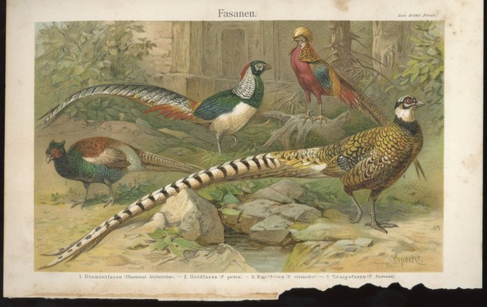 Naturgeschichte des Tierreichs/Meyers Lexicon: 19 chromolithographic plates - 1886