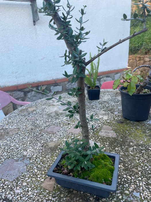 Oliven bonsai (Olea europaea) - Højde (Træ): 15 cm - Dybde (Træ): 15 cm - Spanien - Bonsai oliventræer samling