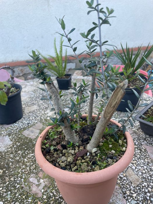 Oliven bonsai (Olea europaea) - Højde (Træ): 15 cm - Dybde (Træ): 15 cm - Spanien - Bonsai oliventræer samling