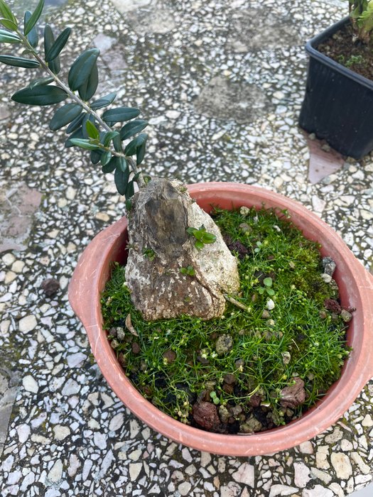 Oliven bonsai (Olea europaea) - Højde (Træ): 15 cm - Dybde (Træ): 15 cm - Spanien - Bonsai oliventræer samling