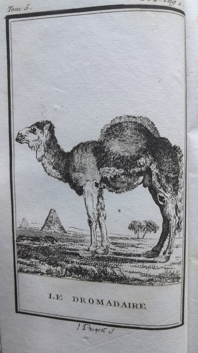 Buffon - Histoire naturelle des quadrupèdes - 1798