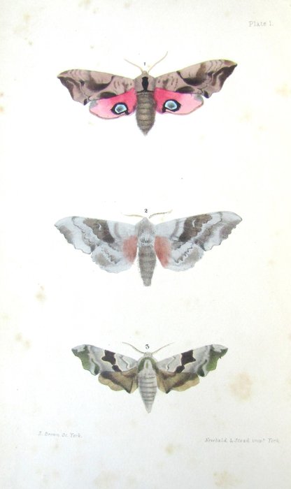 Rev. F. O. Morris - A Natural History of British Moths - 1871