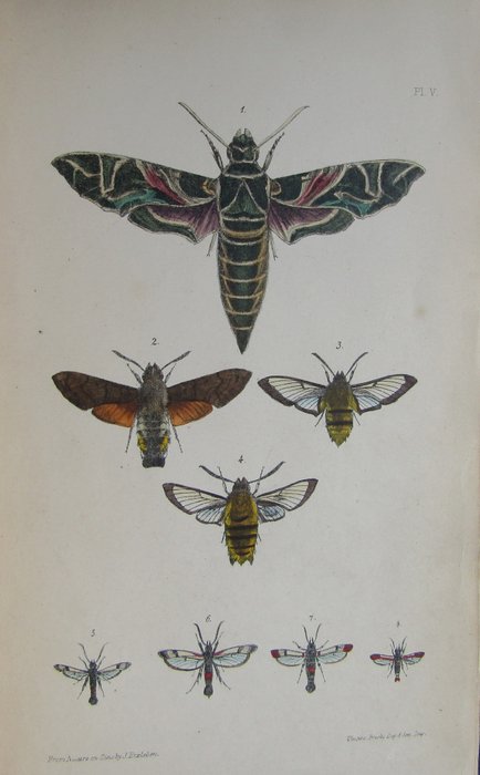 Rev. F. O. Morris - A Natural History of British Moths - 1871