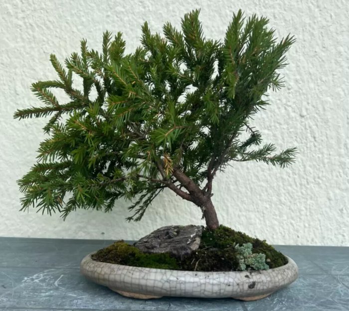 Grantræs bonsai (Picea) - Højde (Træ): 29 cm - Dybde (Træ): 37 cm - Japan