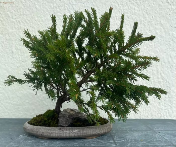 Grantræs bonsai (Picea) - Højde (Træ): 29 cm - Dybde (Træ): 37 cm - Japan