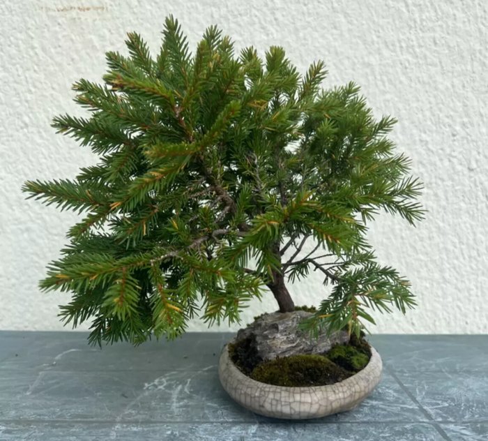 Grantræs bonsai (Picea) - Højde (Træ): 29 cm - Dybde (Træ): 37 cm - Japan