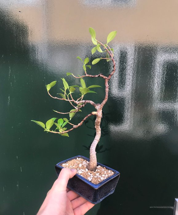 Figentræs bonsai (Ficus) - Højde (Træ): 30 cm - Dybde (Træ): 16 cm - Holland - Ficus Bonsai