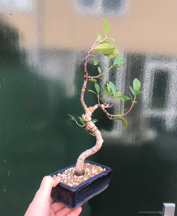 Figentræs bonsai (Ficus) - Højde (Træ): 30 cm - Dybde (Træ): 16 cm - Holland - Ficus Bonsai