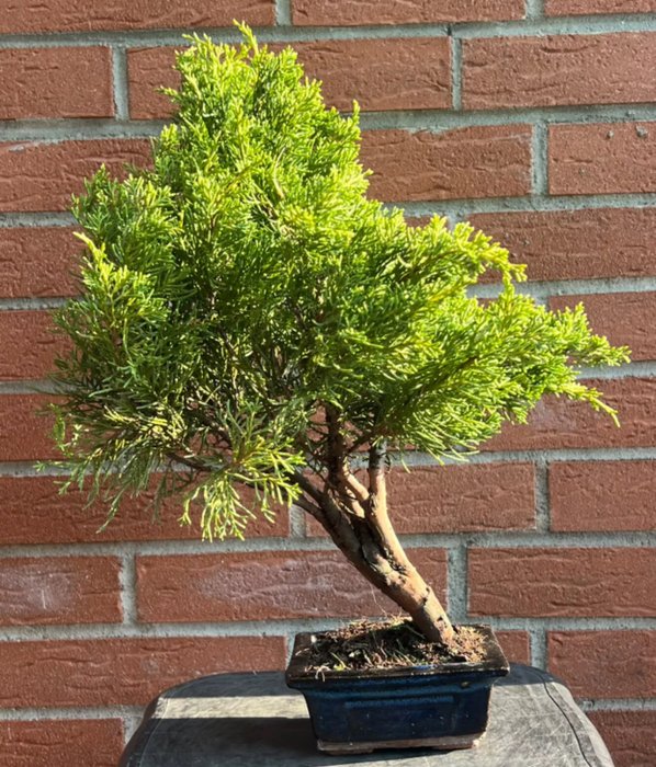 Enebærtræs bonsai (Juniperus) - Højde (Træ): 40 cm - Dybde (Træ): 36 cm - Japan