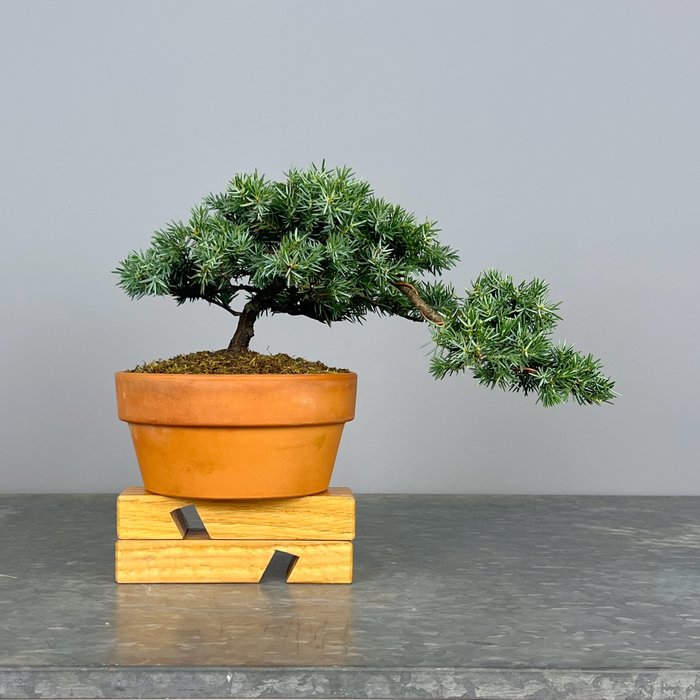 Enebærtræs bonsai (Juniperus) - Højde (Træ): 25 cm - Dybde (Træ): 25 cm - Portugal - Squamatta