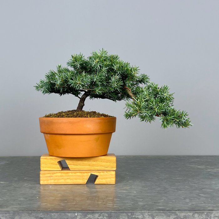 Enebærtræs bonsai (Juniperus) - Højde (Træ): 25 cm - Dybde (Træ): 25 cm - Portugal - Squamatta