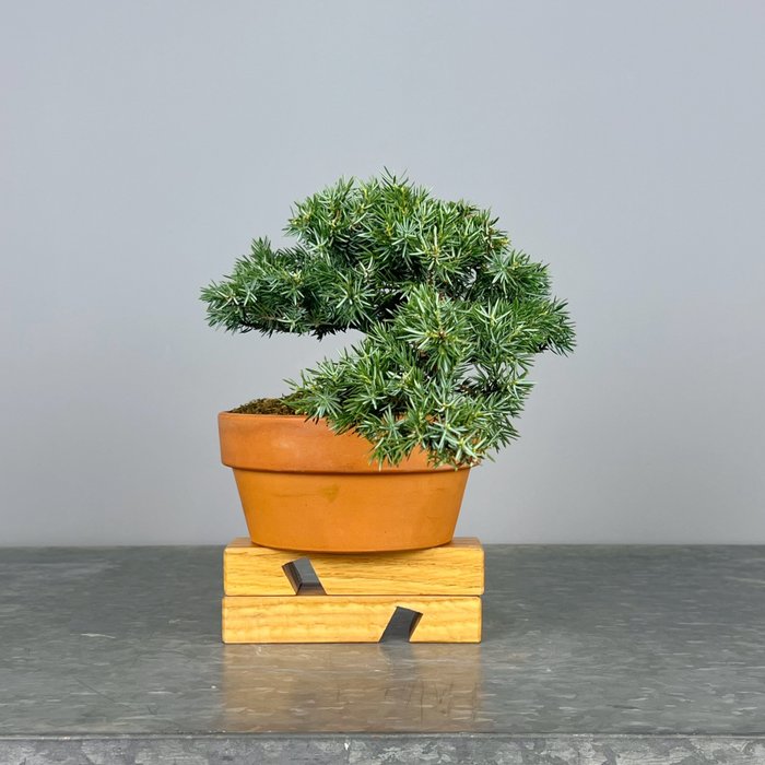 Enebærtræs bonsai (Juniperus) - Højde (Træ): 25 cm - Dybde (Træ): 25 cm - Portugal - Squamatta