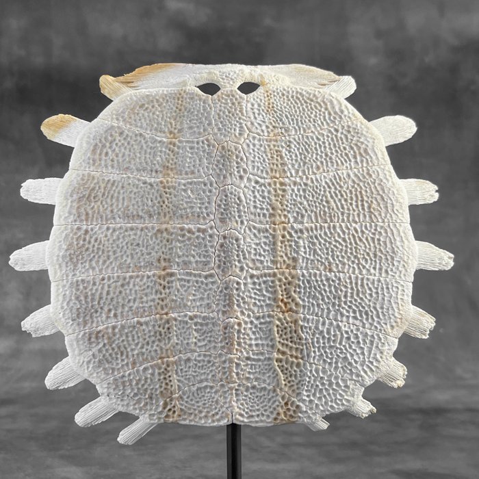 INGEN RESERVEPRIS - Kinesisk soft-shell skildpadde skjold på et brugerdefineret stativ - Knogle - Pelodiscus Sinensis - 26 cm - 20 cm - 7 cm- Ikke-CITES arter