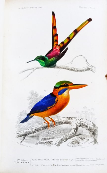 Orbigny - Dictionnaire universel d'histoire naturelle - 1849