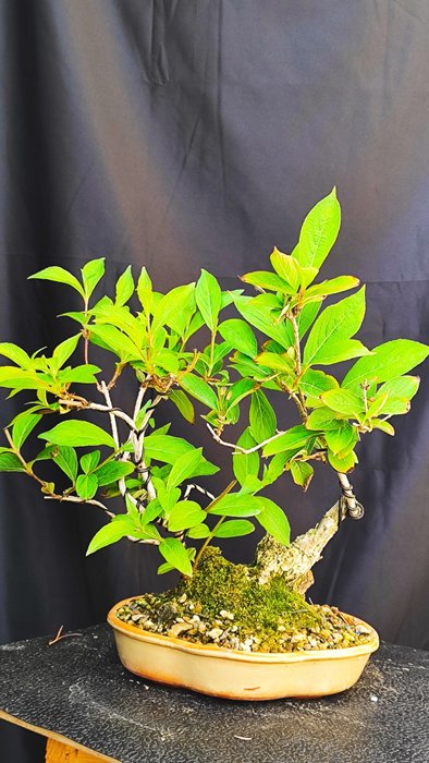 Bonsai Weigela - Højde (Træ): 29 cm - Dybde (Træ): 32 cm - Spanien