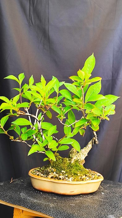 Bonsai Weigela - Højde (Træ): 29 cm - Dybde (Træ): 32 cm - Spanien