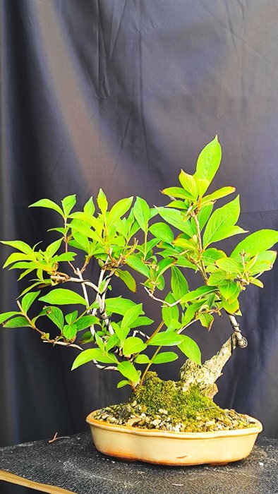 Bonsai Weigela - Højde (Træ): 29 cm - Dybde (Træ): 32 cm - Spanien