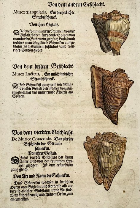 Conrad Gesner [1516-1565], Konrad Gessner - Murex  Purpur shells, folio with hand coloured woodcuts - 1669