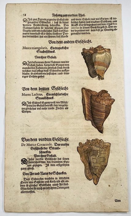 Conrad Gesner [1516-1565], Konrad Gessner - Murex  Purpur shells, folio with hand coloured woodcuts - 1669