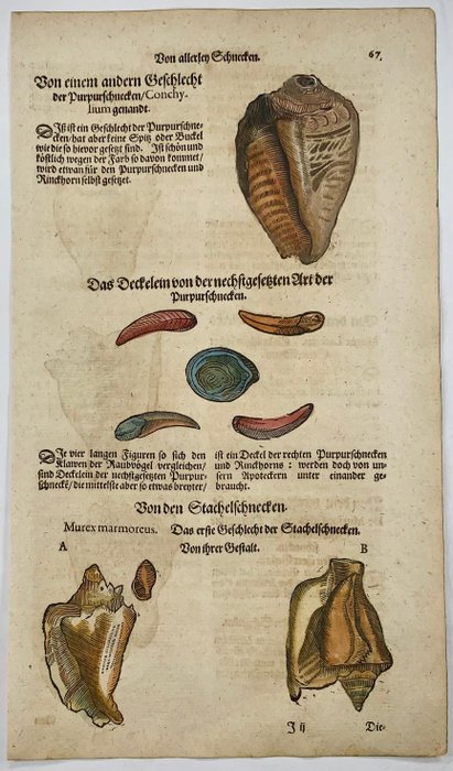 Conrad Gesner [1516-1565], Konrad Gessner - Murex  Purpur shells, folio with hand coloured woodcuts - 1669