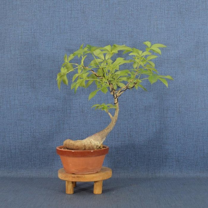 Flasketræ bonsai (Ceiba) - Højde (Træ): 30 cm - Dybde (Træ): 34 cm - Spanien