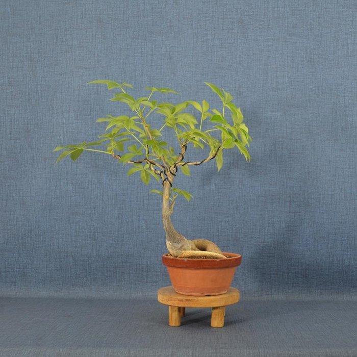 Flasketræ bonsai (Ceiba) - Højde (Træ): 30 cm - Dybde (Træ): 34 cm - Spanien