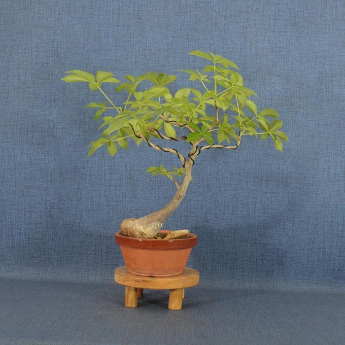 Flasketræ bonsai (Ceiba) - Højde (Træ): 30 cm - Dybde (Træ): 34 cm - Spanien