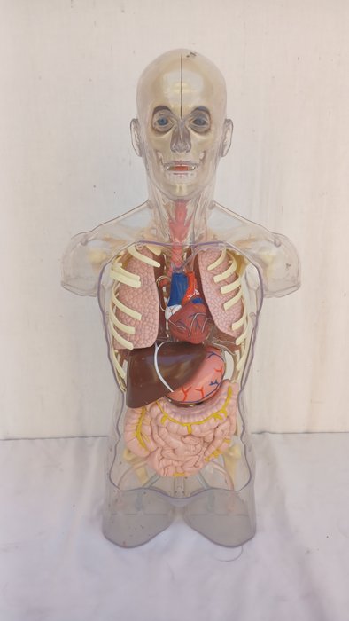 Anatomisk model - Plast - 1990-2000