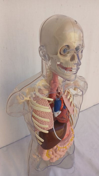 Anatomisk model - Plast - 1990-2000