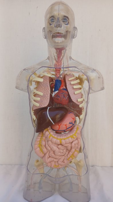 Anatomisk model - Plast - 1990-2000